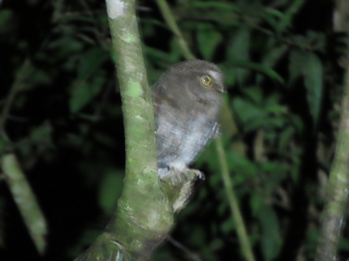 Foothill Screech-Owl (Foothill) - ML633982674