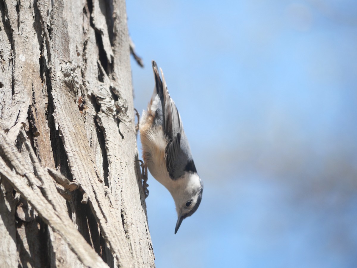 White-breasted Nuthatch - ML633982799