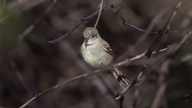 Gray Flycatcher - ML633982854