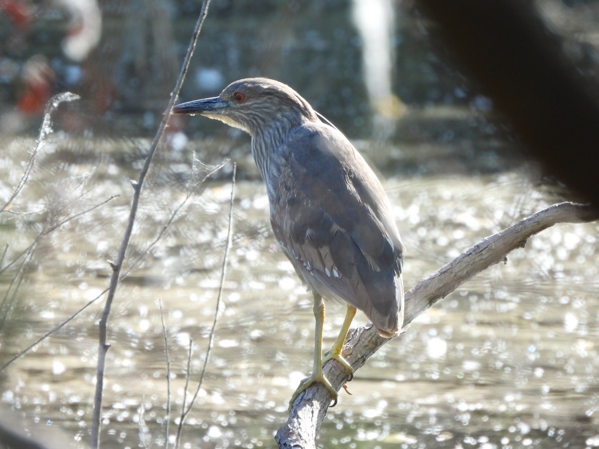 Black-crowned Night Heron - ML633982882