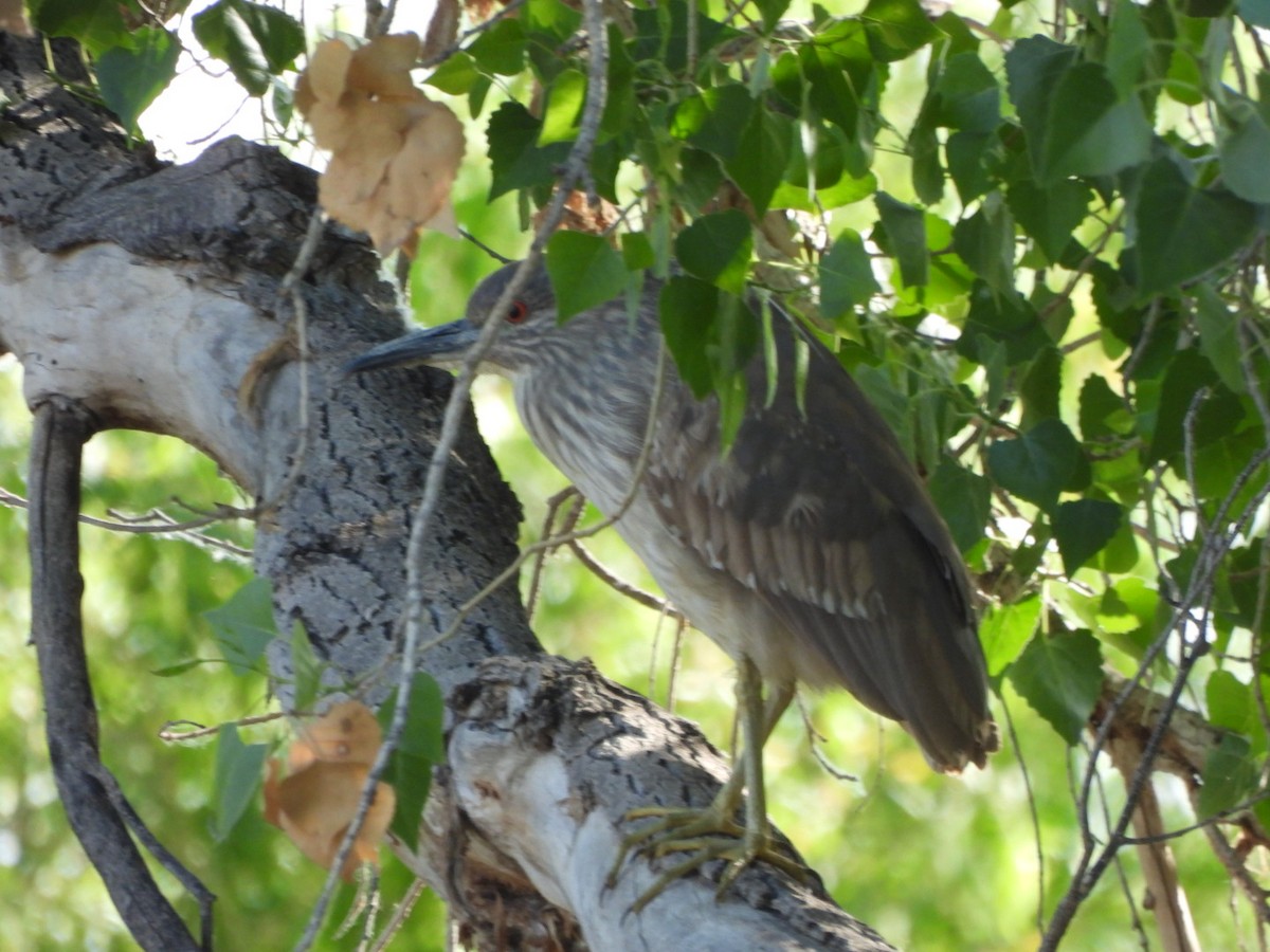 Black-crowned Night Heron - ML633982883