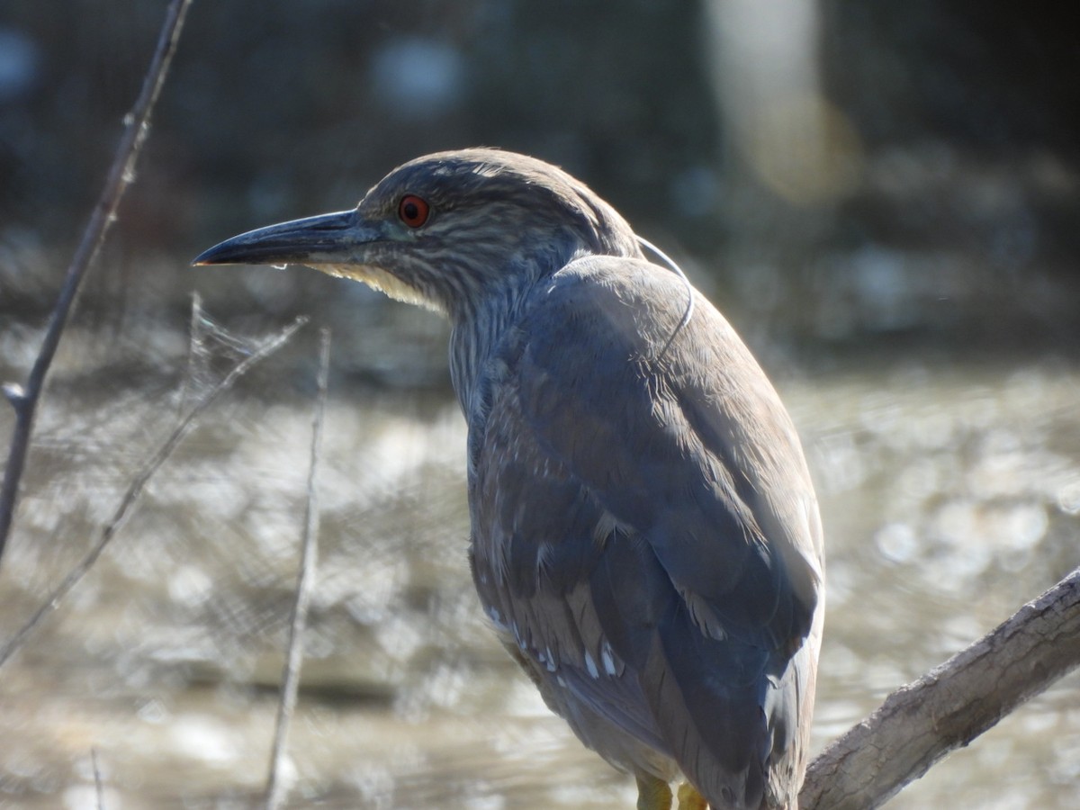Black-crowned Night Heron - ML633982884