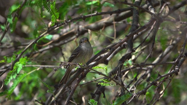 Gray Flycatcher - ML633982927