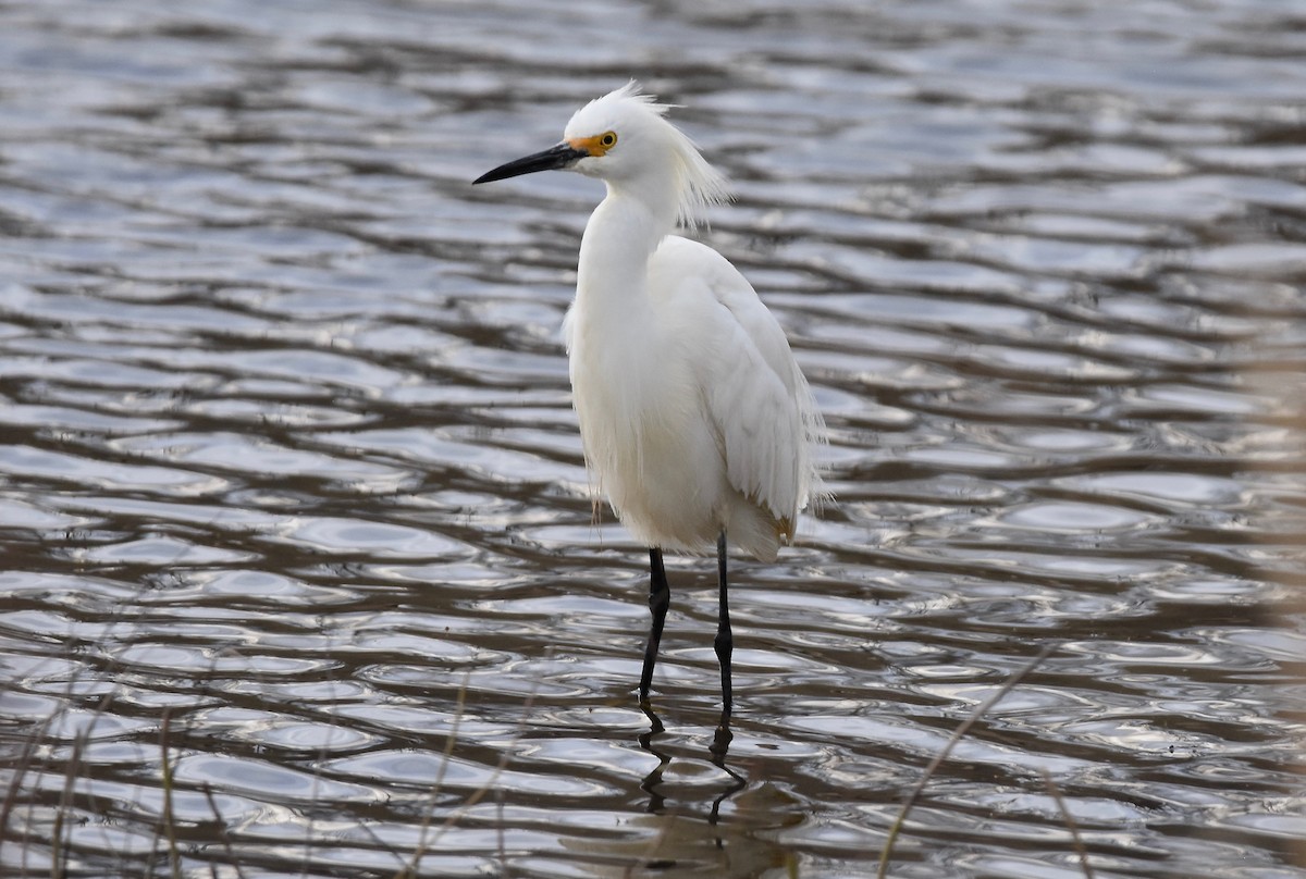 Aigrette neigeuse - ML633982949