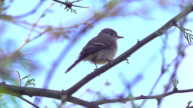 Gray Flycatcher - ML633982971