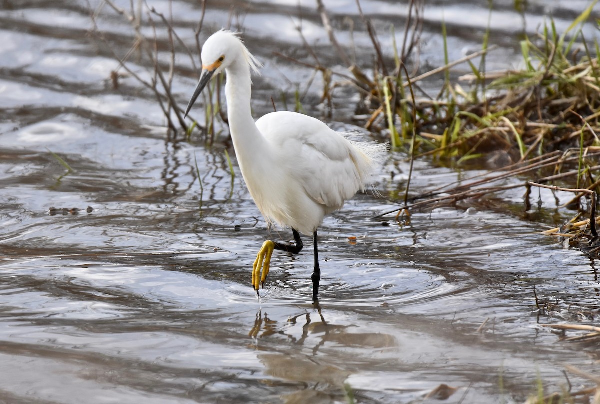 Aigrette neigeuse - ML633982992