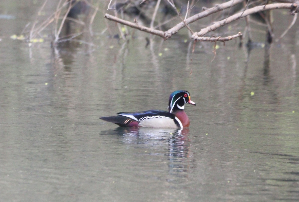 Wood Duck - ML633983005