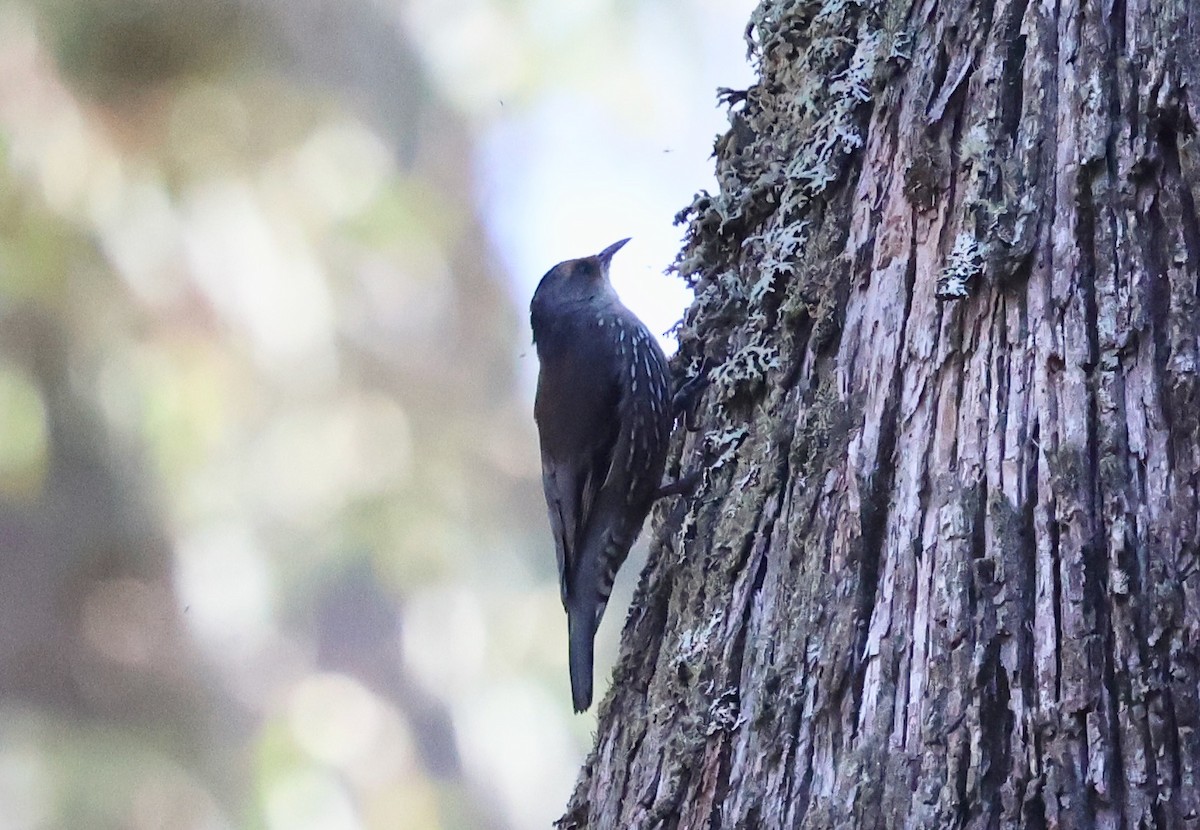 Red-browed Treecreeper - ML633983018