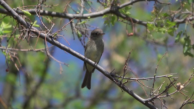Gray Flycatcher - ML633983078