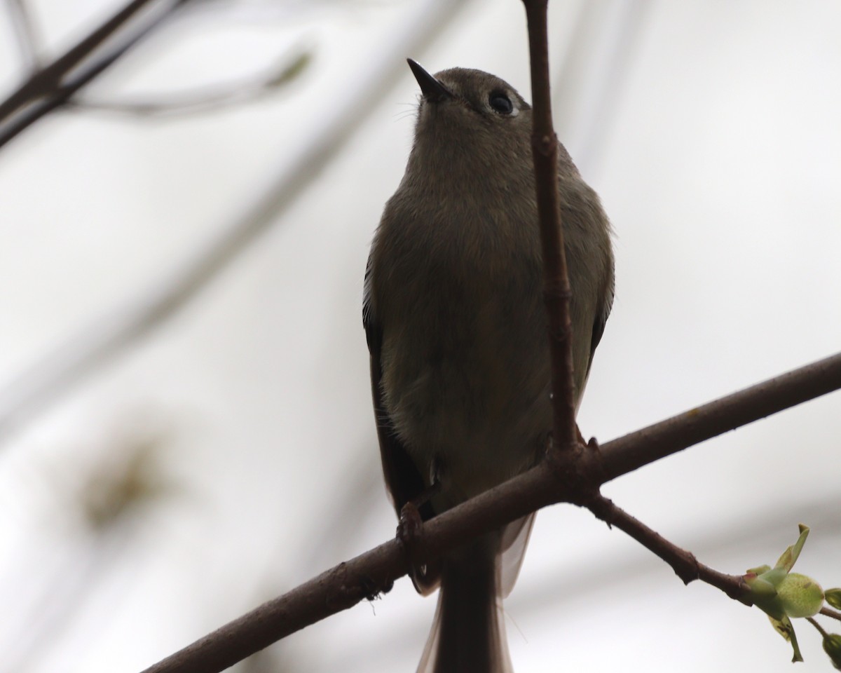 Ruby-crowned Kinglet - ML633983108