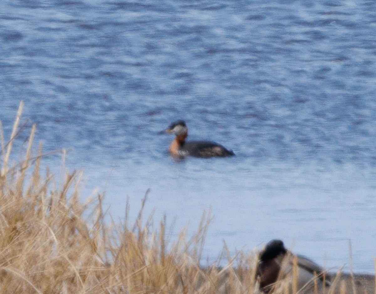 Red-necked Grebe - ML633983569