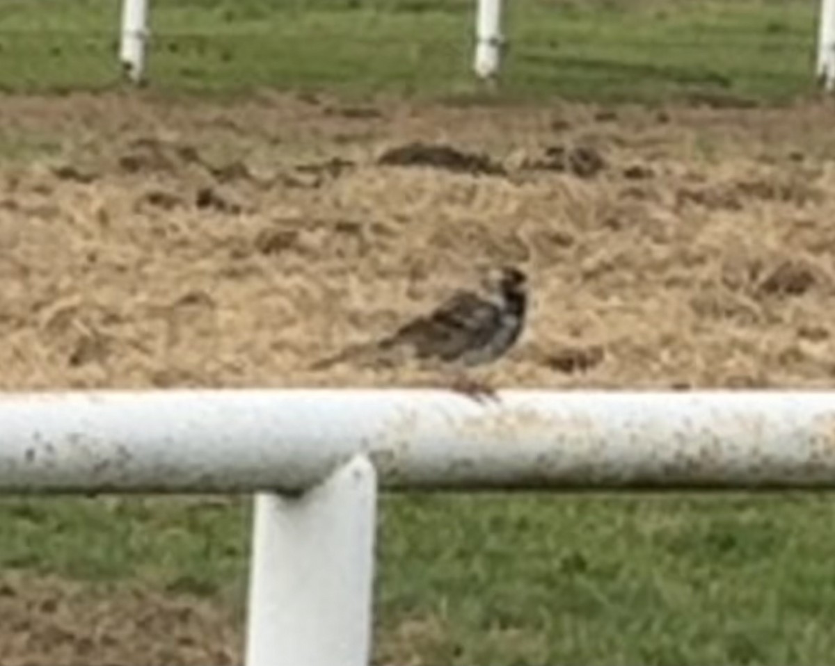 Harris's Sparrow - ML633983807