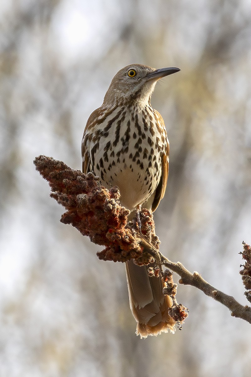 Rotspottdrossel - ML633983826