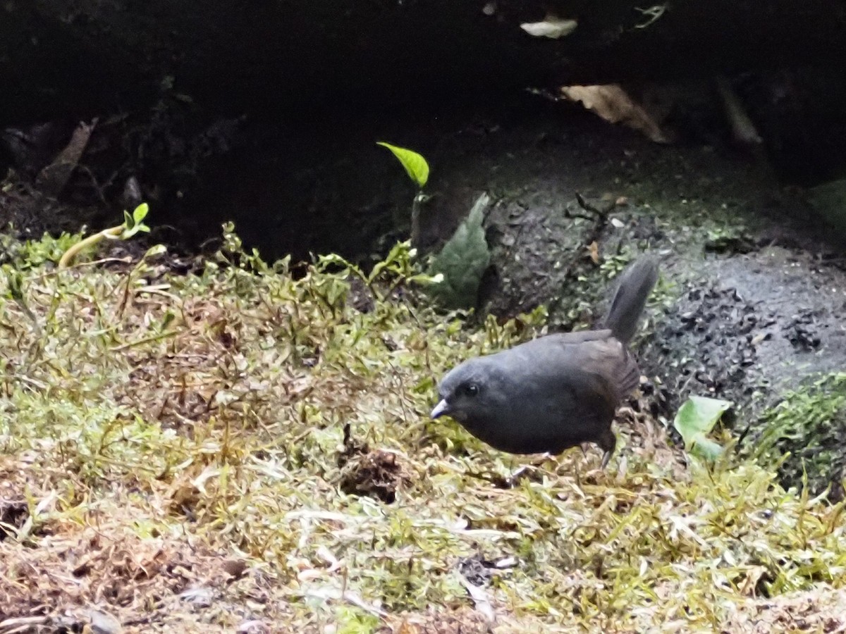 Tatama Tapaculo - ML633983847