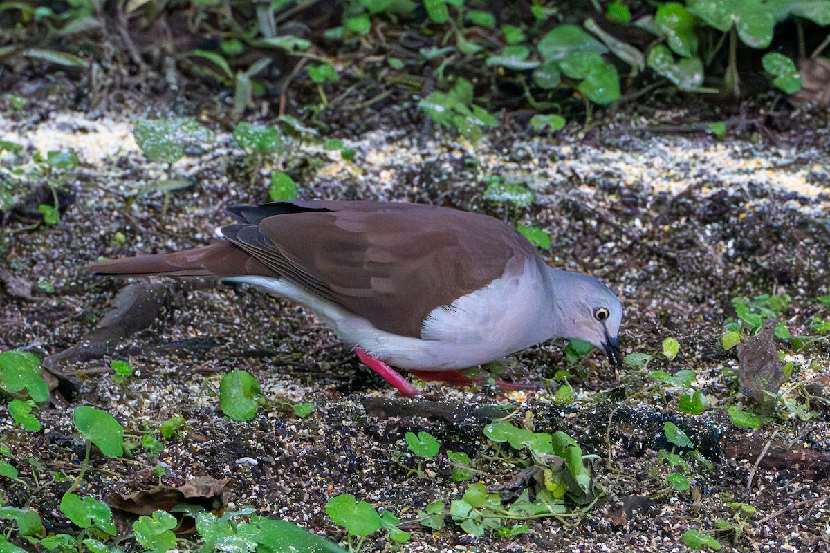 Pallid Dove - ML633984046