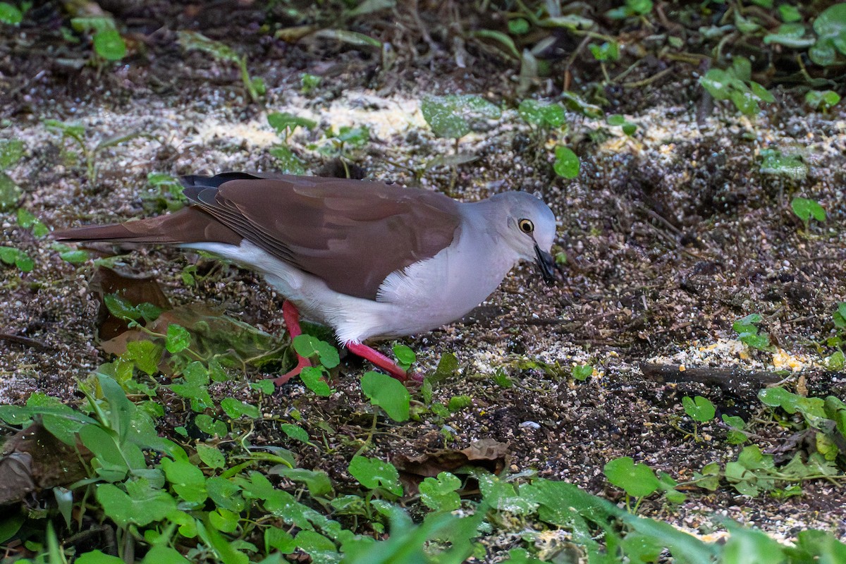 Pallid Dove - ML633984049