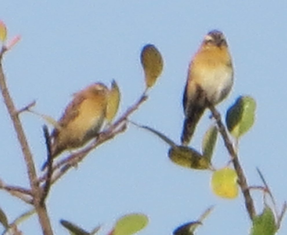 Yellow-throated Bush Sparrow - ML633984051