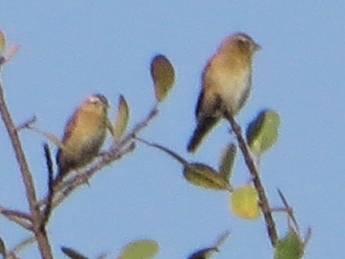Yellow-throated Bush Sparrow - ML633984052