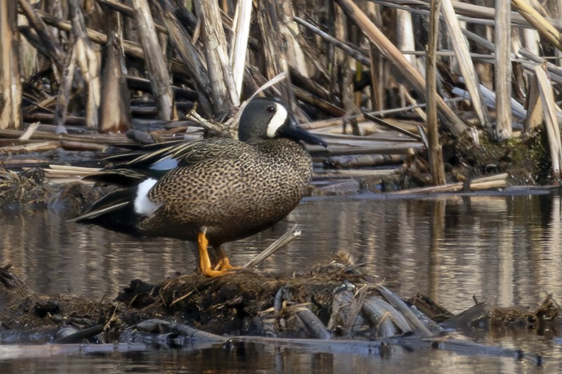 Blauflügelente - ML633984110