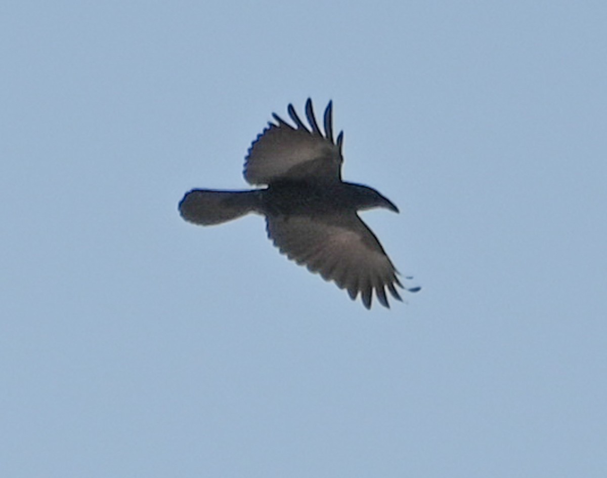 ウオガラス - ML633984114