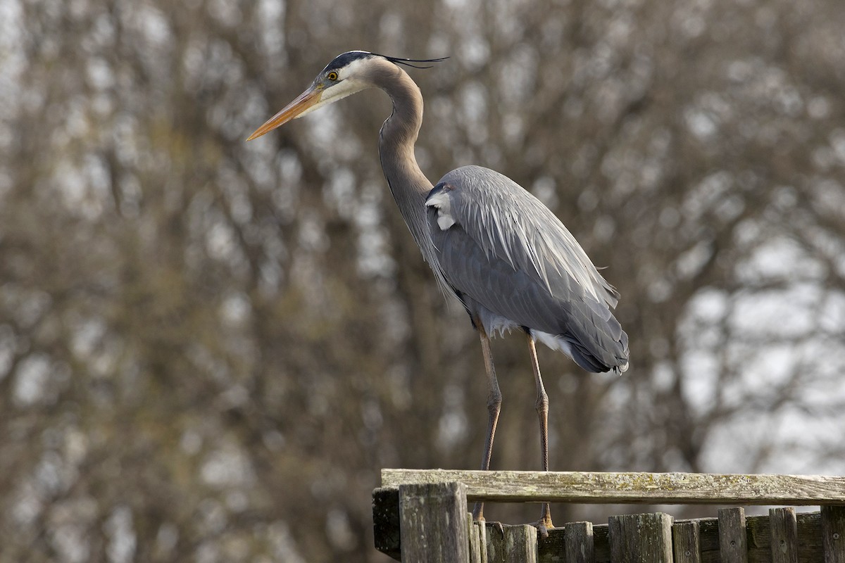 Kanadareiher - ML633984116