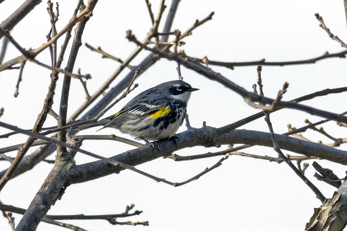 Kronenwaldsänger - ML633984140