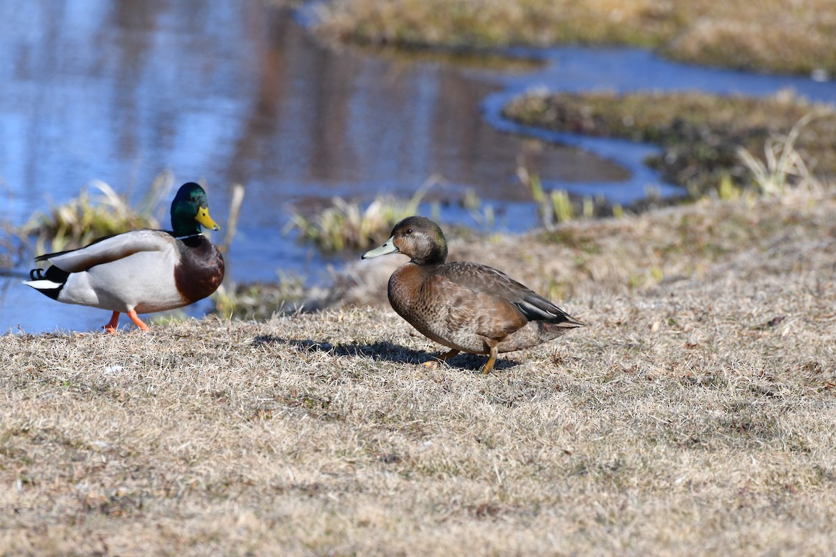 Mallard x American Black Duck (hybrid) - Garry Waldram