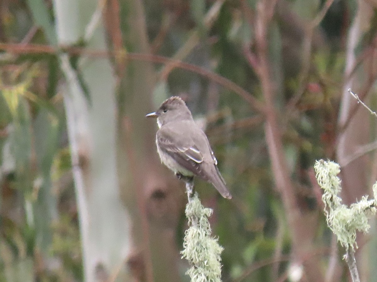Olive-sided Flycatcher - ML633984197