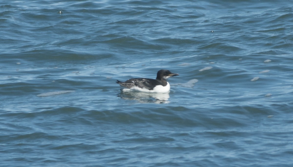 Guillemot de Brünnich - ML633984217