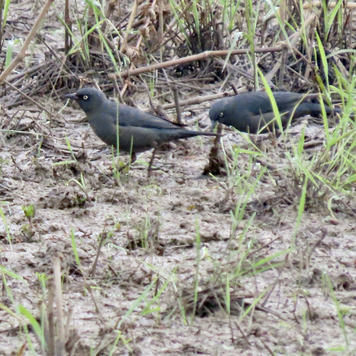 Rusty Blackbird - ML633984534