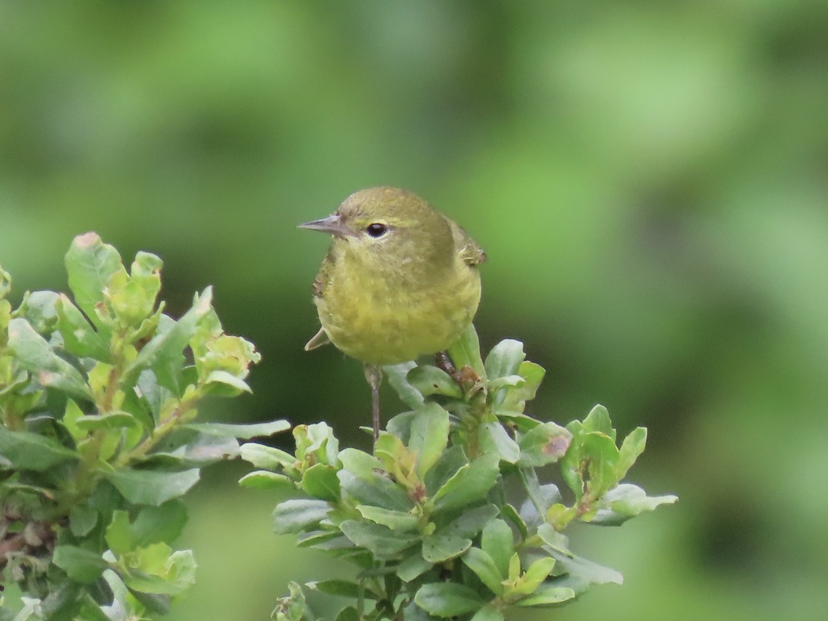 Orange-crowned Warbler - ML633984543