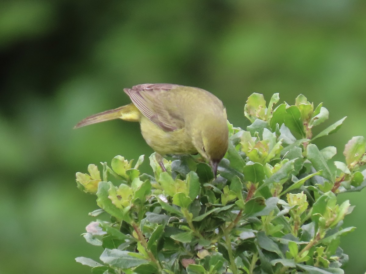 Orange-crowned Warbler - ML633984562