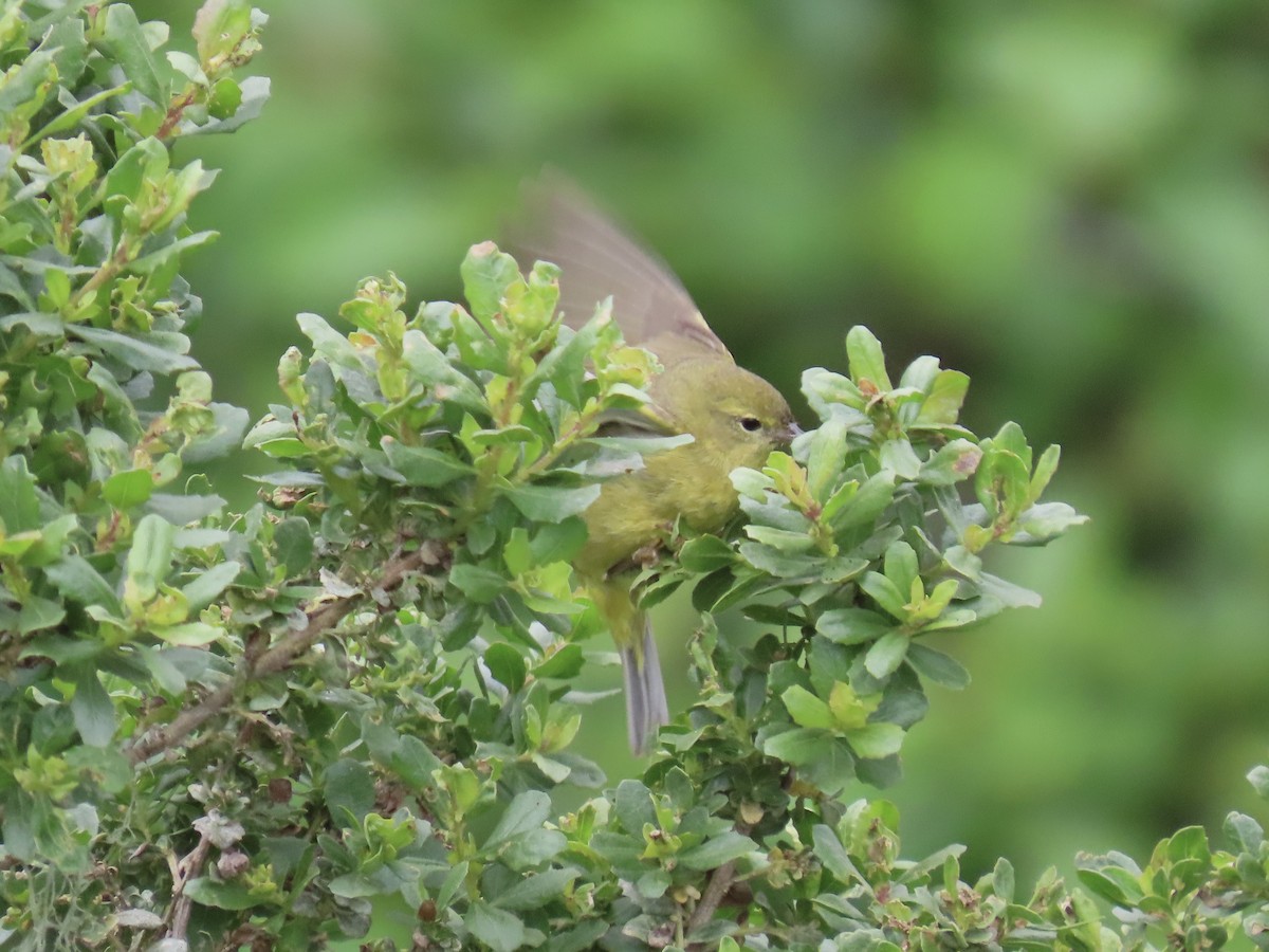 Orange-crowned Warbler - ML633984563