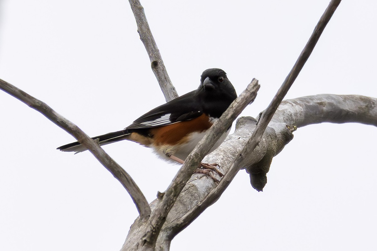 Rötelgrundammer - ML633984573