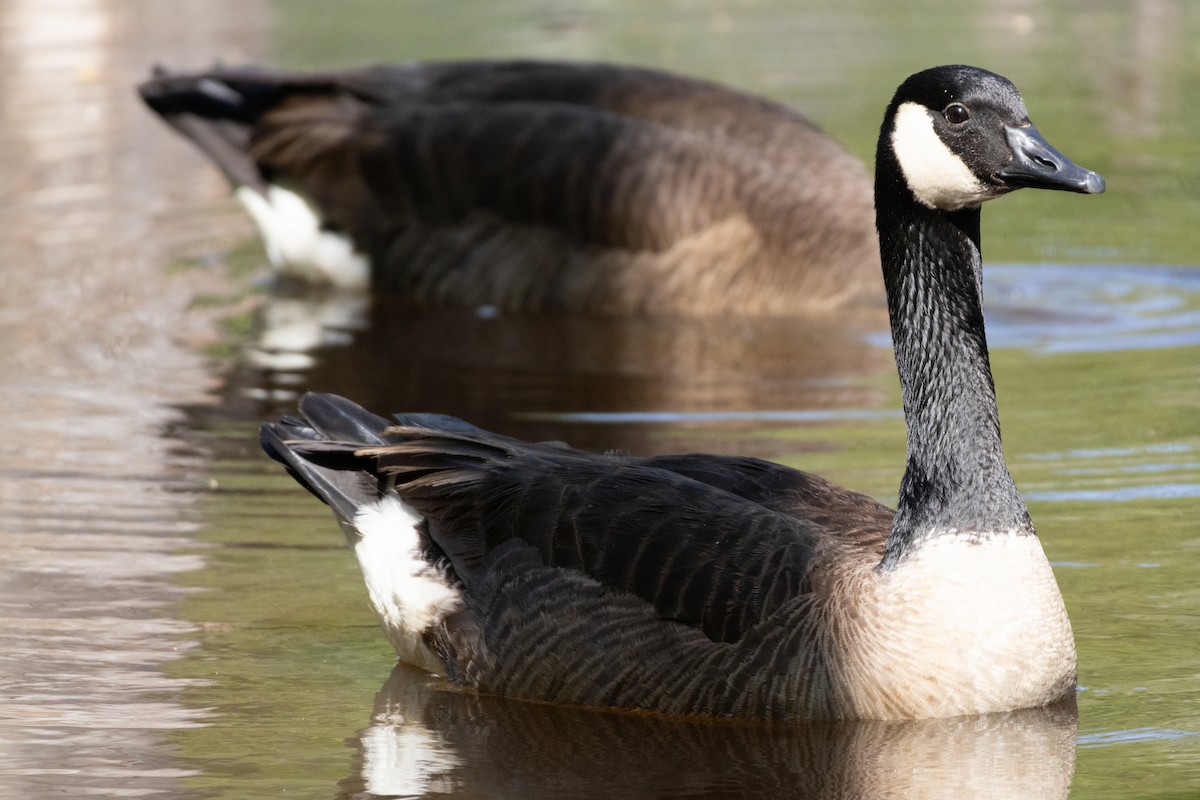 Canada Goose - ML633984600