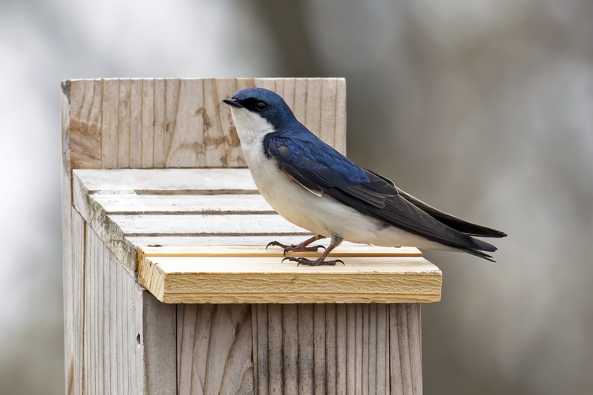 Sumpfschwalbe - ML633984622