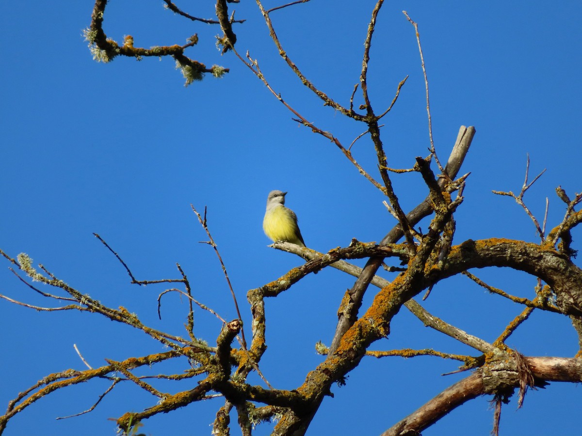Western Kingbird - ML633984634