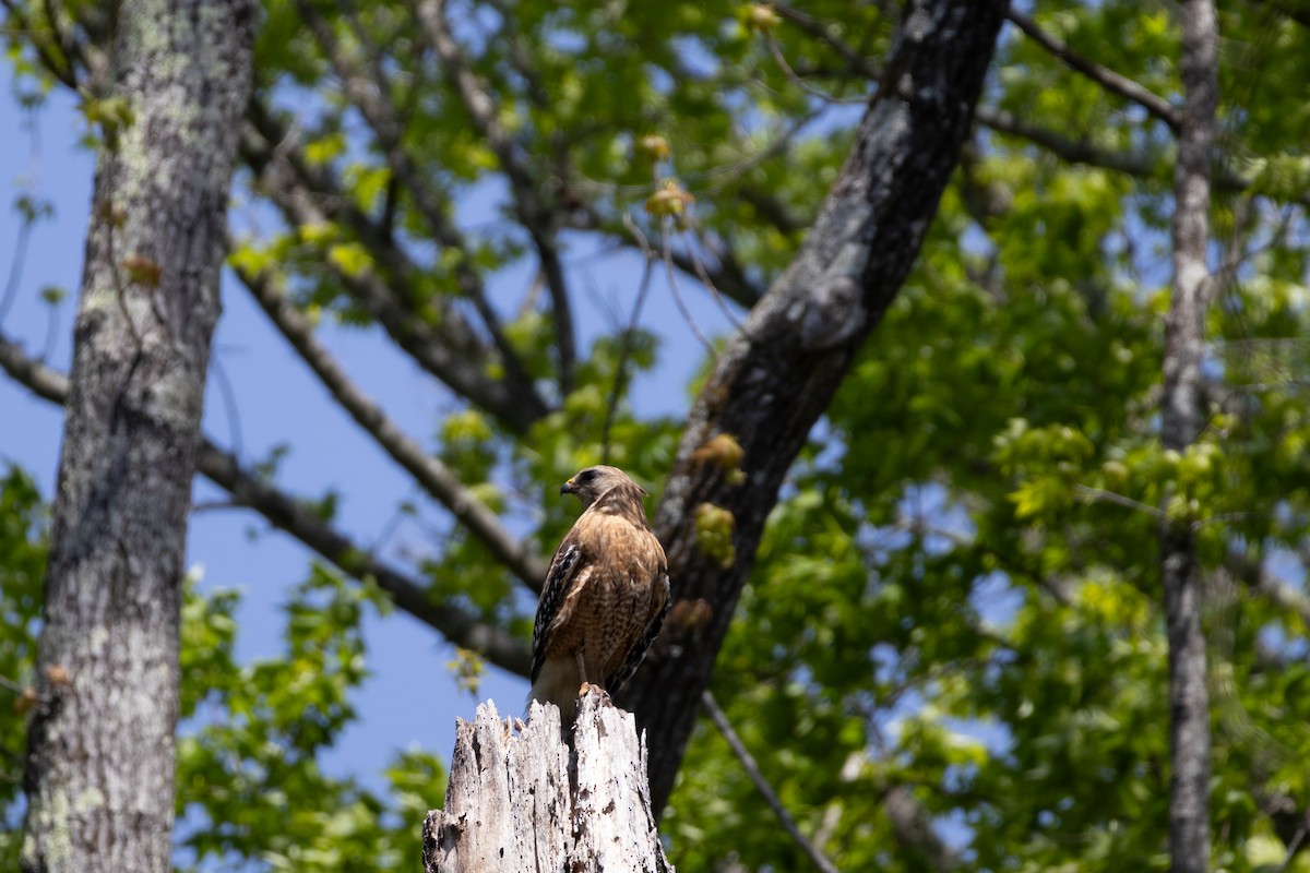Red-shouldered Hawk - ML633984638