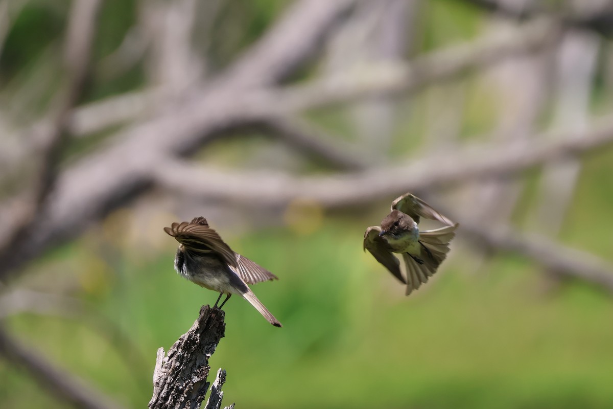 Eastern Phoebe - ML633984662