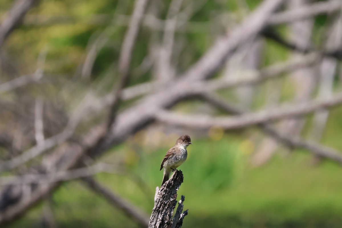 Eastern Phoebe - ML633984666