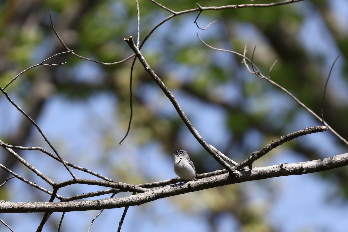Blue-gray Gnatcatcher - ML633984690