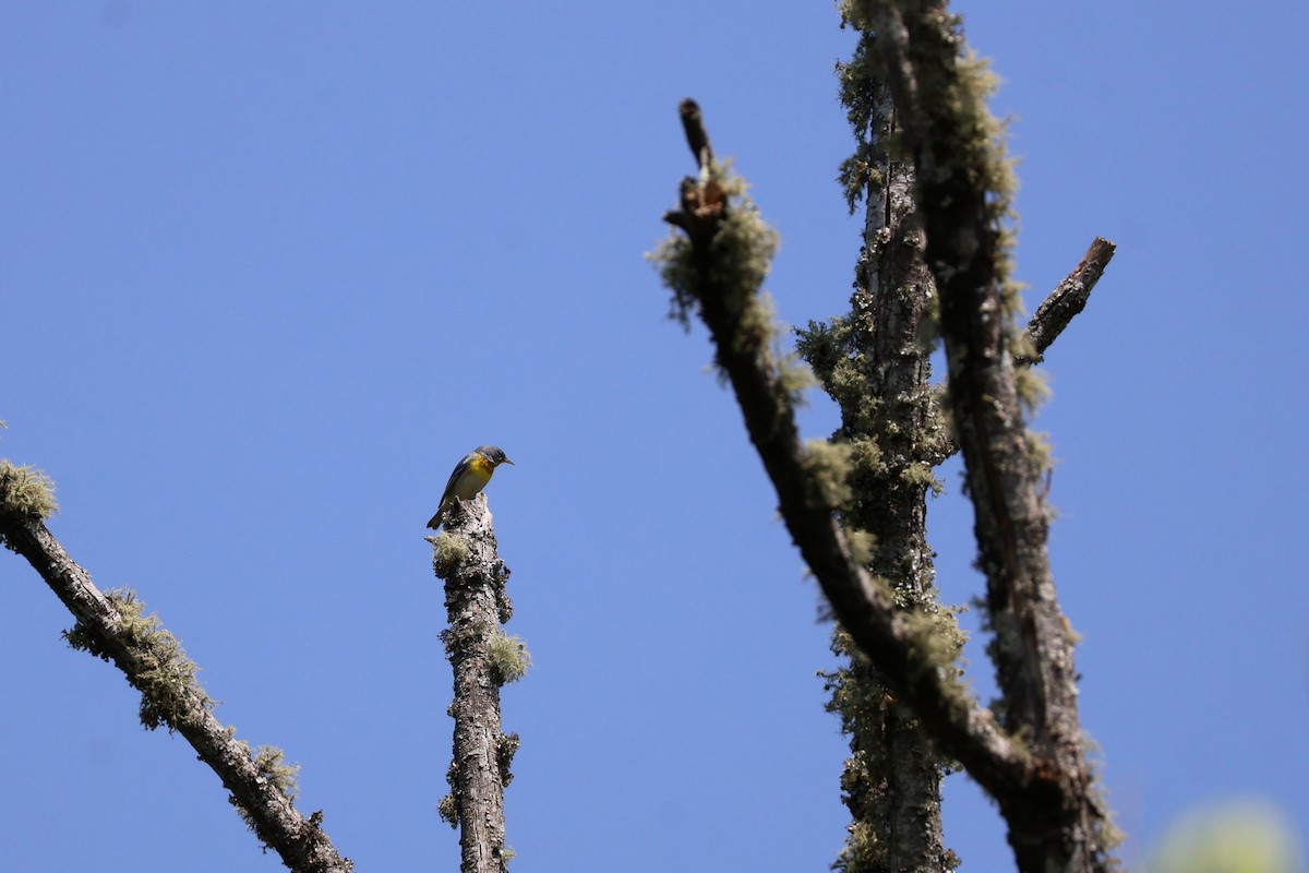 Northern Parula - ML633984716