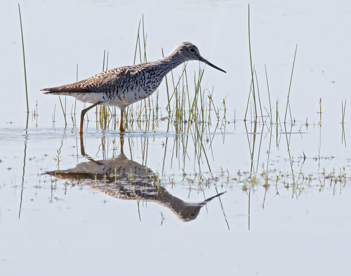 Greater Yellowlegs - ML633984747