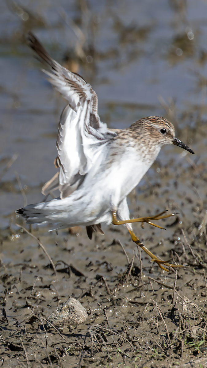 Least Sandpiper - ML633984768