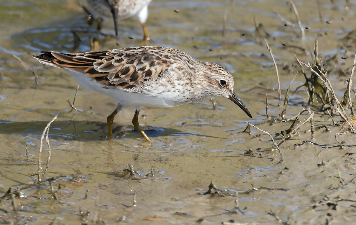 Least Sandpiper - ML633984769