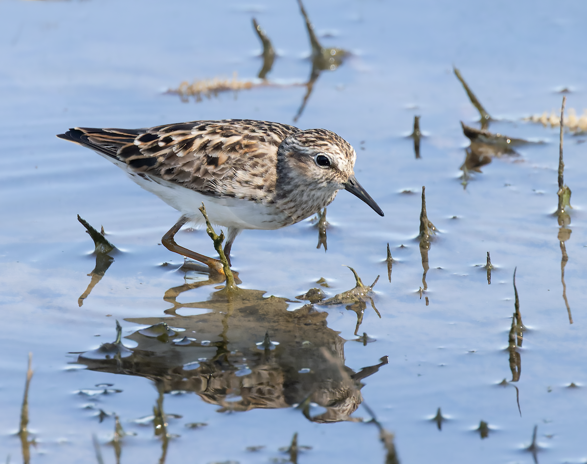 Least Sandpiper - ML633984770