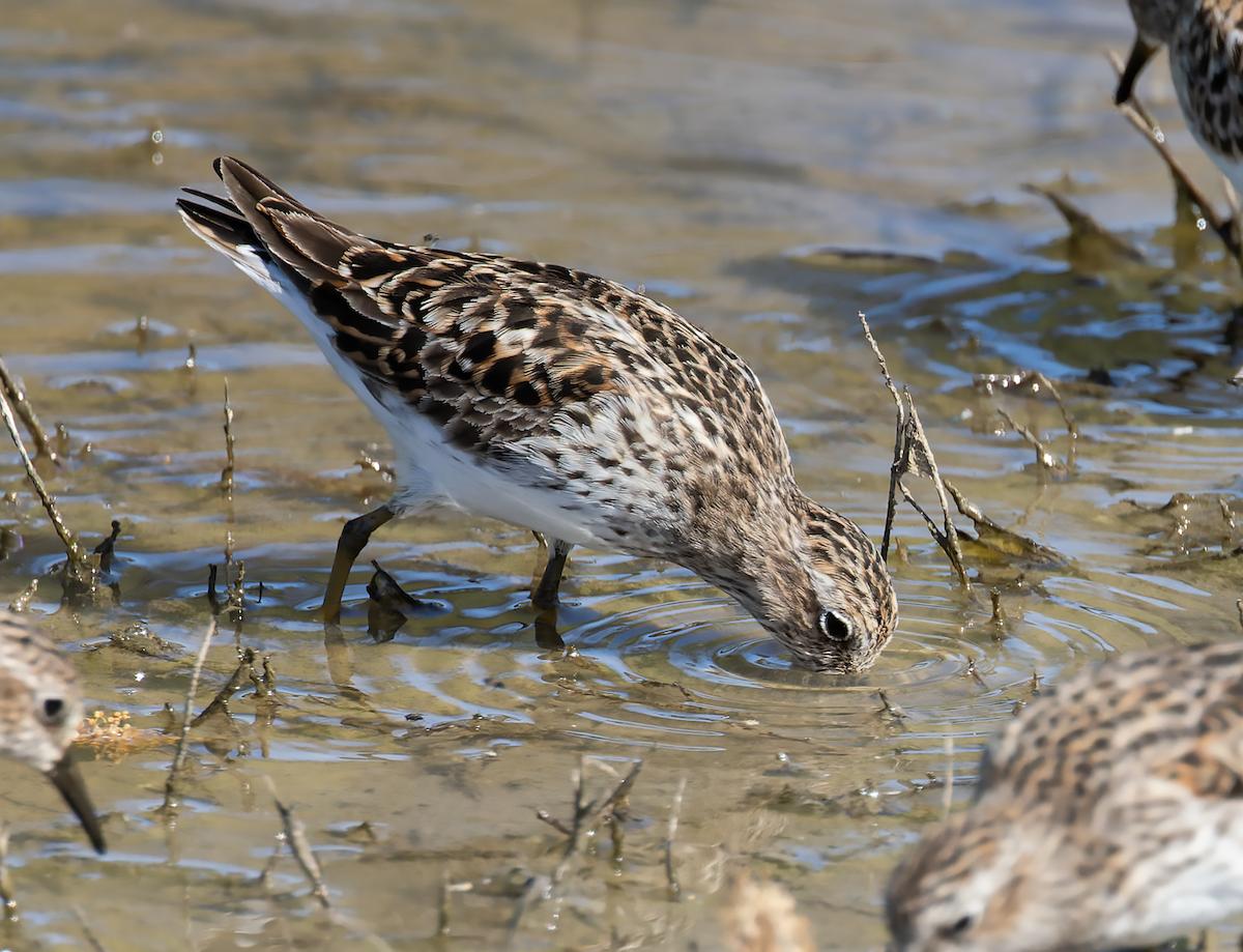 Least Sandpiper - ML633984771