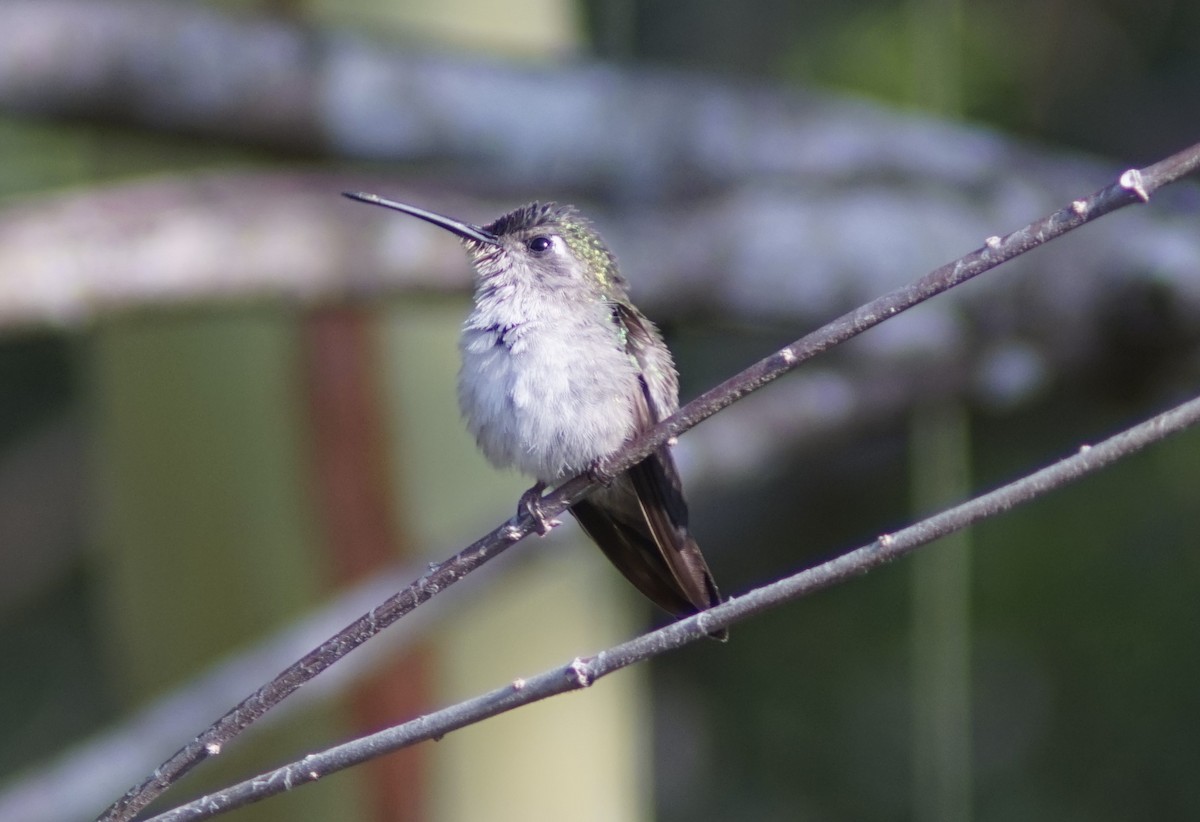 Wedge-tailed Sabrewing (Wedge-tailed) - ML633985274