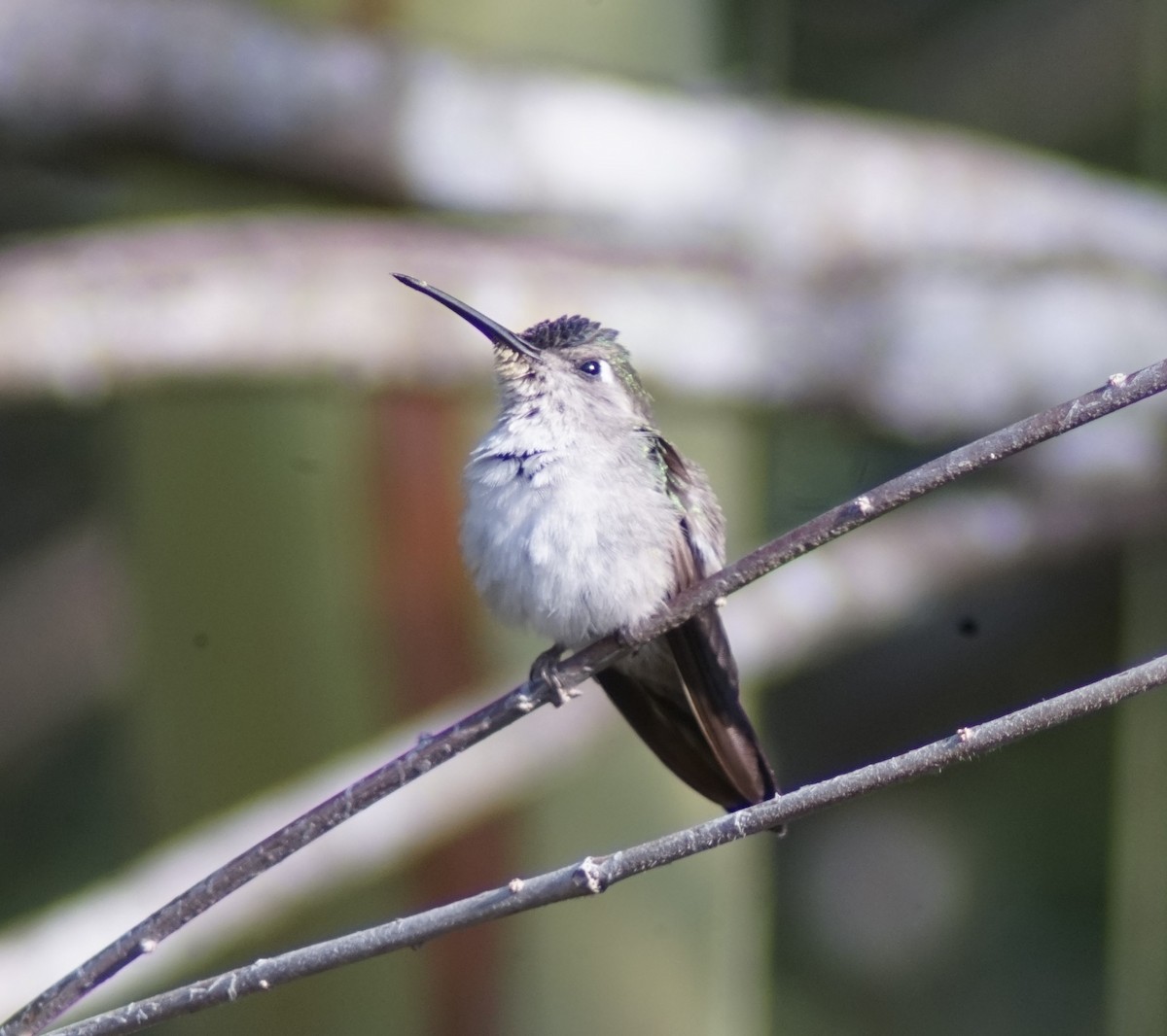 Wedge-tailed Sabrewing (Wedge-tailed) - ML633985275