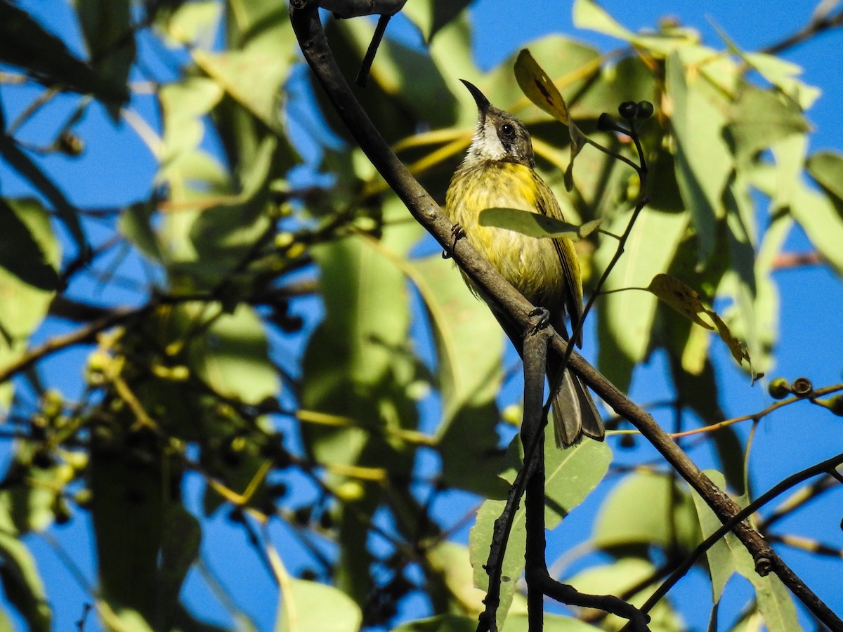 Black-chested Honeyeater - Pam Rasmussen